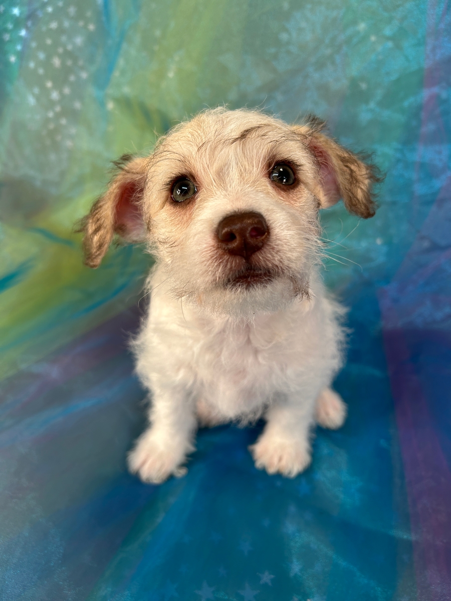 Female F1 Mini Schnoodle DOB 12-8-2025 $950